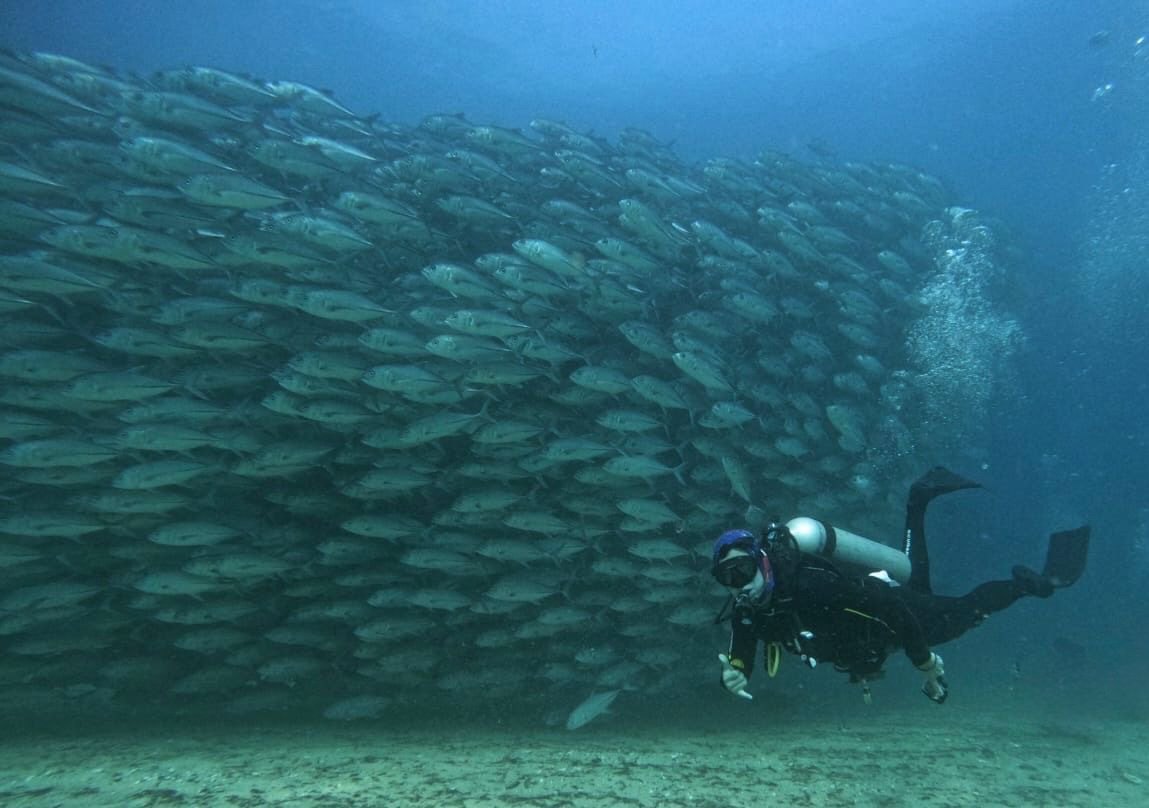 Diver with a school of jacks in the Sea of Cortez, Los Cabos